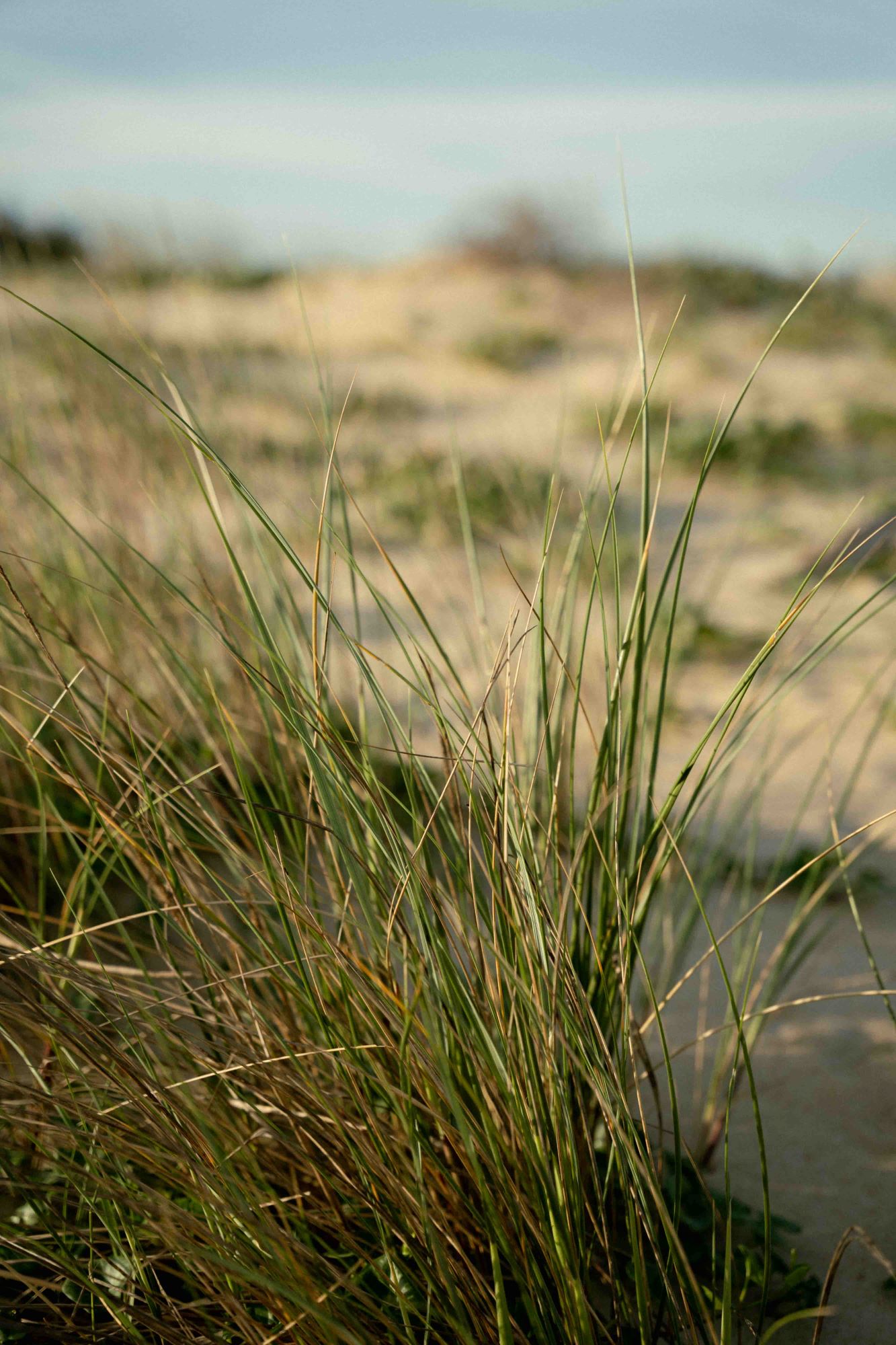 Flore de la dune landaise sur le sentier de la dune à Capbreton