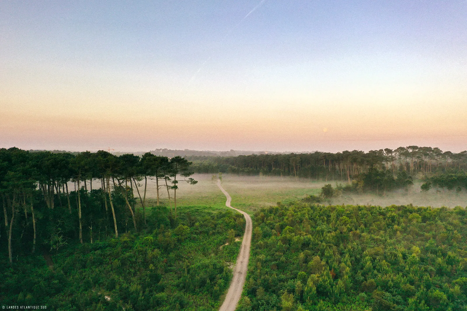 chemin dans la foret de pins des landes