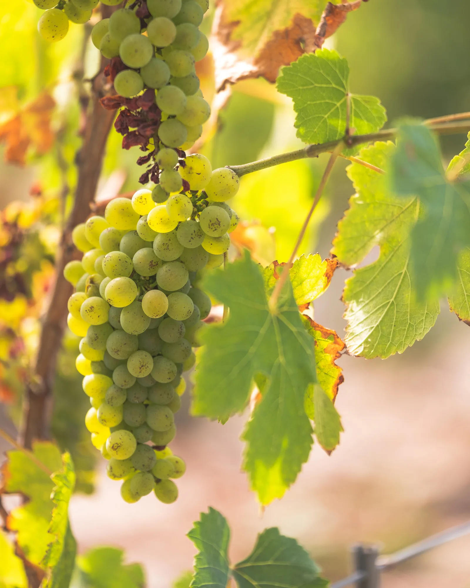 Le vin de sable à Capbreton