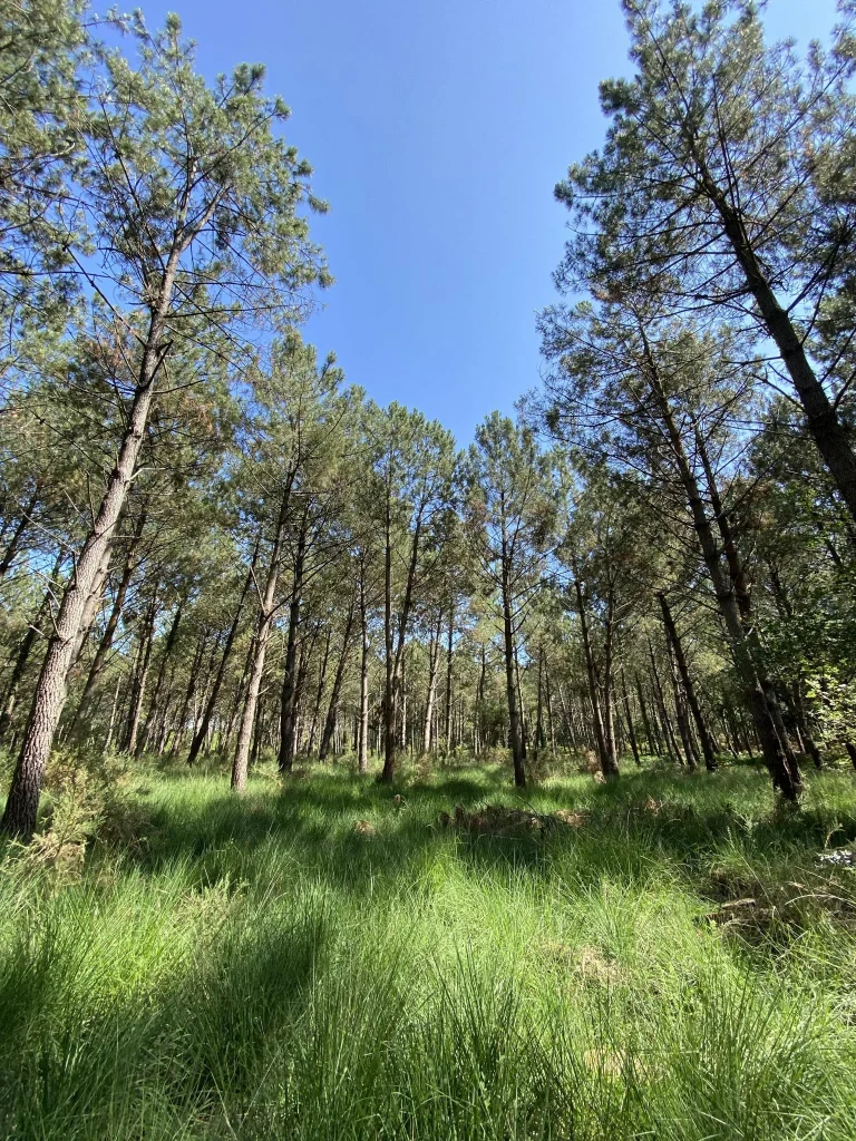 Clairière située en plein cœur de la forêt de pins sur la Côte Sud des Landes.