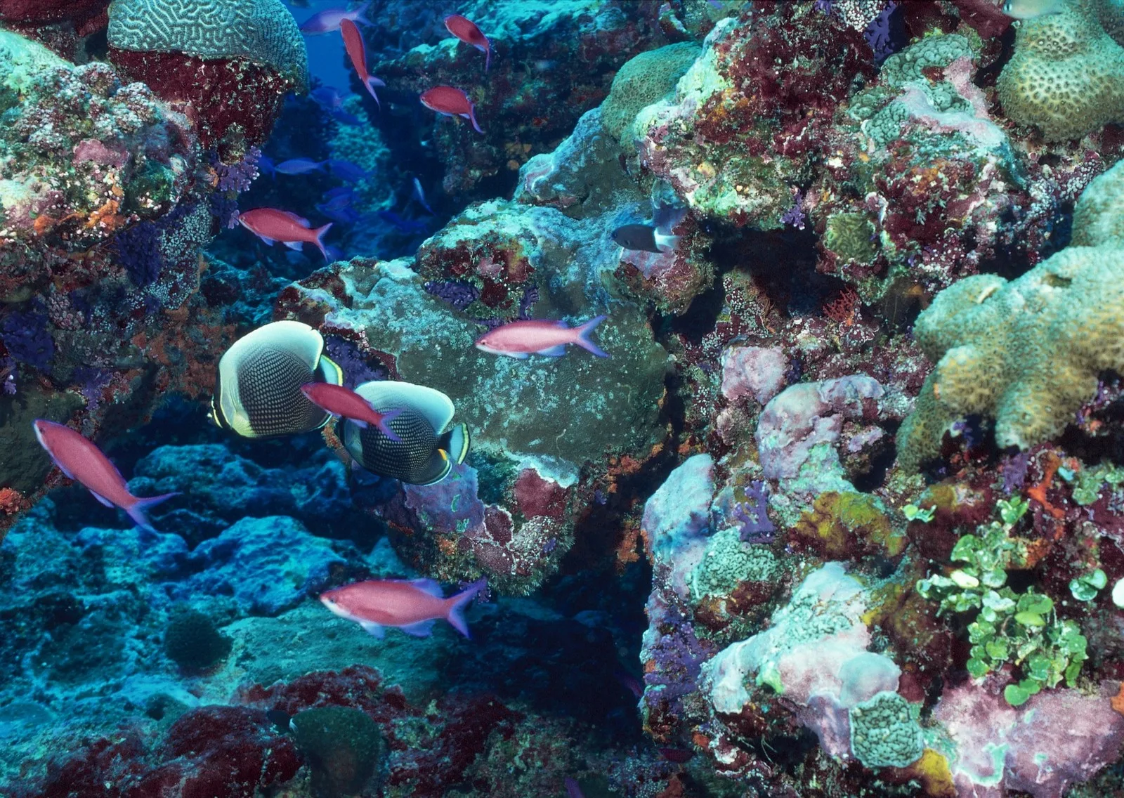 poissons nageant dans les fonds marins
