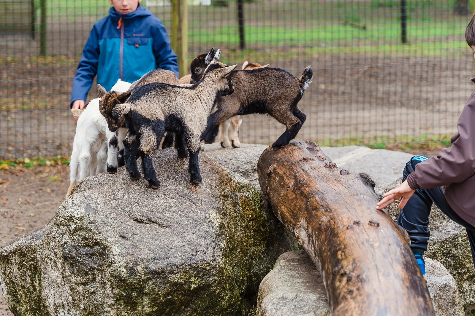 Enclos des petites chèvres au zoo de Labenne