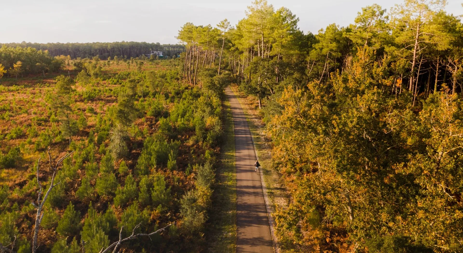 Piste cyclable au milieu de la forêt landaise à l'automne.