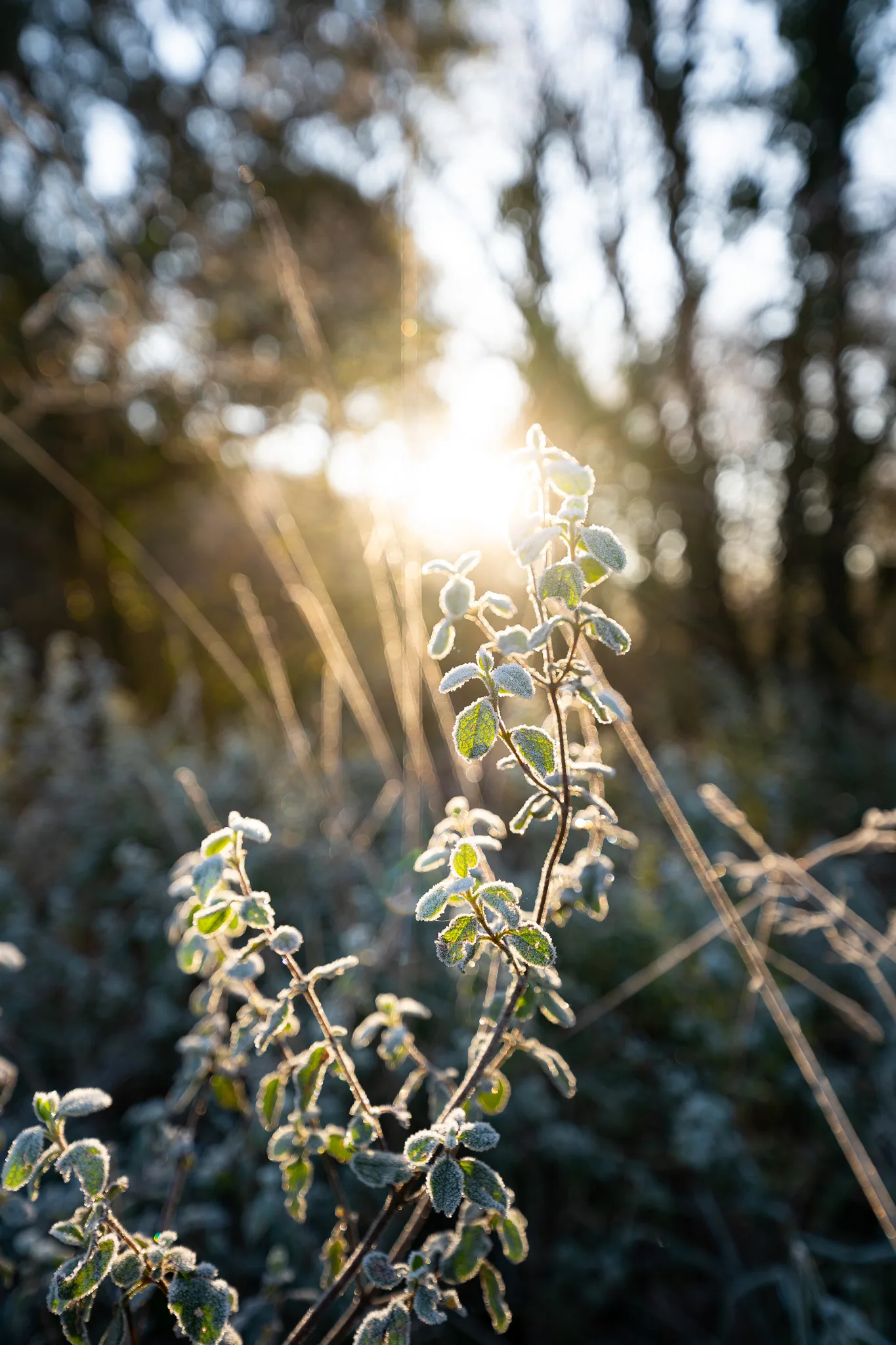 Gelée matinale dans les Landes en hiver, à Labenne