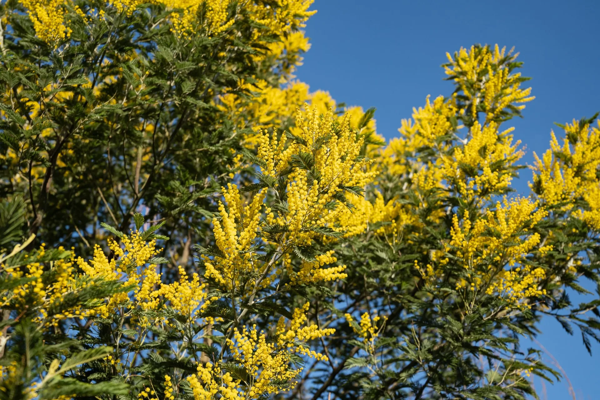 Mimosa à Labenne