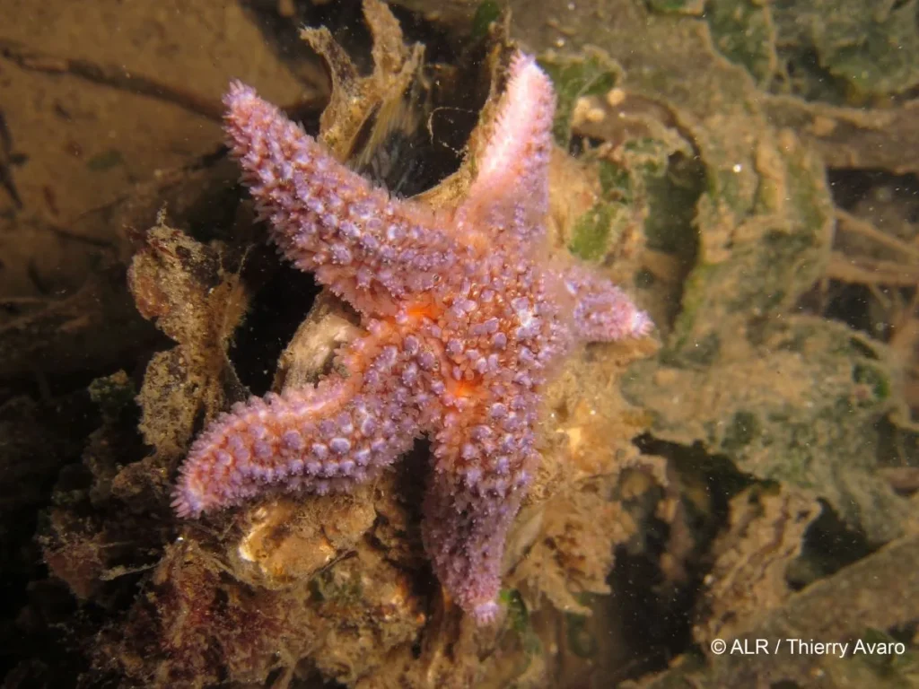 étoile de mer