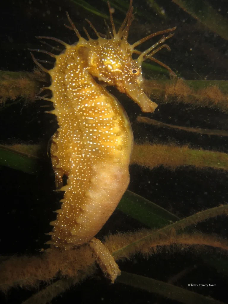 hippocampe