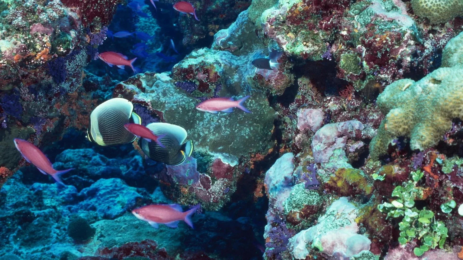 poissons nageant dans les fonds marins