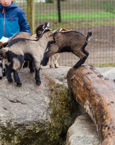 Enclos des petites chèvres au zoo de Labenne