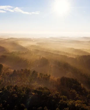 Forêt landaise
