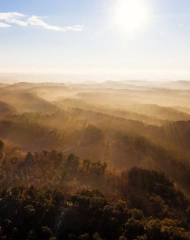 Forêt landaise