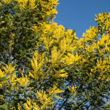 Mimosa à Labenne
