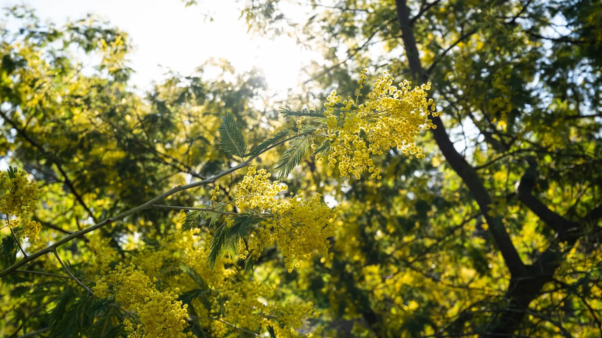 Mimosa dans les Landes
