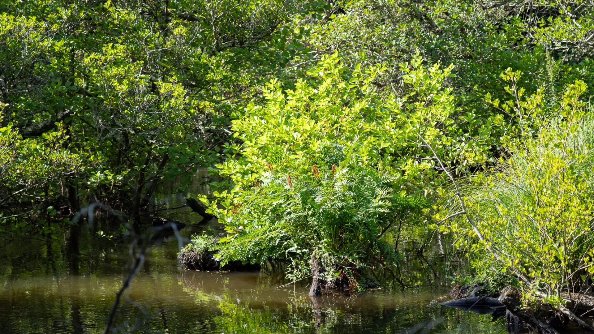 Réserve Naturelle du Courant d'Huchet