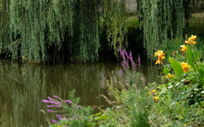 Etang du village d'Orx