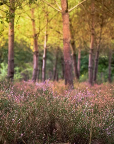 Tapis de bruyère en forêt le long de la voie verte à Soustons