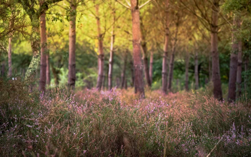 Tapis de bruyère en forêt le long de la voie verte à Soustons