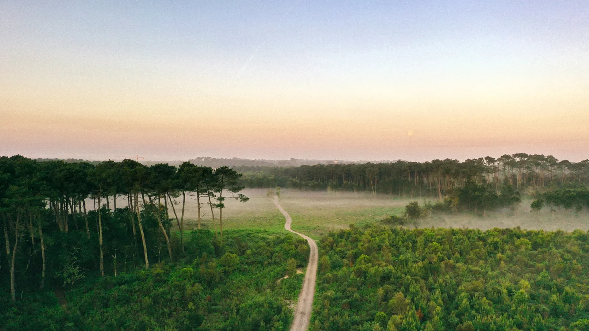chemin dans la foret de pins des landes