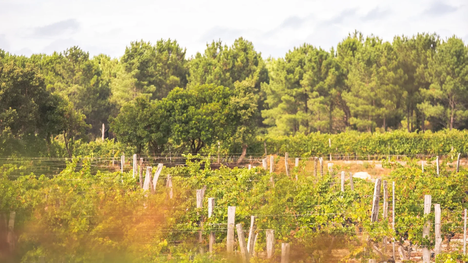 Domaine du vin de sable, entre vignes et pins, à Capbreton