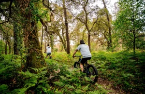 Sortie accompagnée à vélo dans la forêt du sud des Landes.