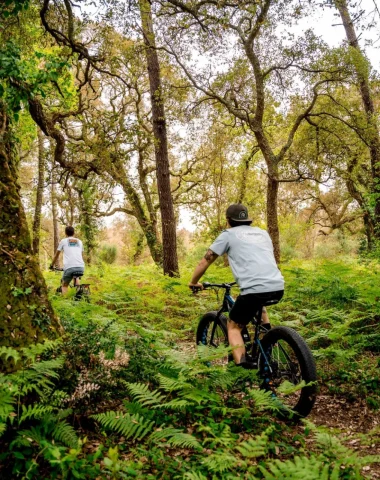 Sortie accompagnée à vélo dans la forêt du sud des Landes.
