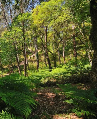 Photo de la forêt prise en portrait lors du renouveau de la nature dans le sentier du Tucs des 9 Eglises.