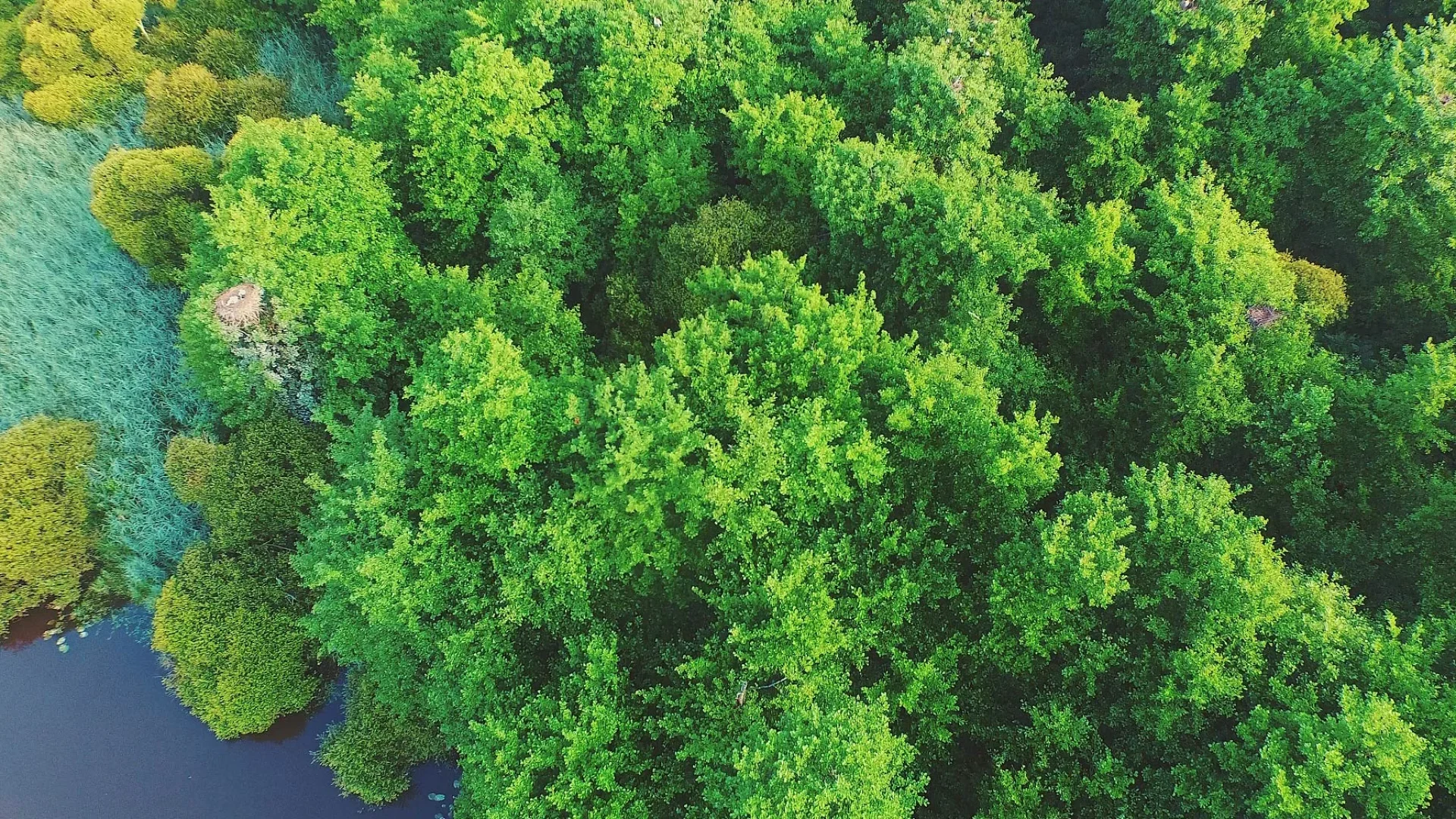 Vue aérienne de la forêt des Landes prise depuis le ciel du Marais d'Orx.